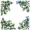 Blackthorn Berry Background Border