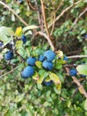 Sloe Berry fruit blackthorn Bush gin Royalty Free Stock Photo