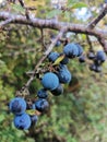 Sloe Berry fruit blackthorn Bush gin Royalty Free Stock Photo