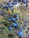 Sloe Berry fruit blackthorn Bush gin Royalty Free Stock Photo