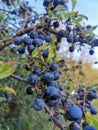 Sloe Berry fruit blackthorn Bush gin Royalty Free Stock Photo