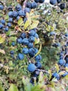 Sloe Berry fruit blackthorn Bush gin Royalty Free Stock Photo