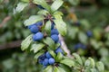 Sloe or blackthorn fruit tree Royalty Free Stock Photo