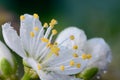 Sloe blossom Royalty Free Stock Photo