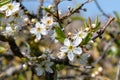 Sloe blossom prunus spinosa Royalty Free Stock Photo