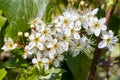 Sloe blossom prunus spinosa Royalty Free Stock Photo