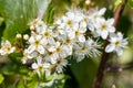 Sloe blossom prunus spinosa Royalty Free Stock Photo