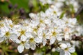 Sloe blossom prunus spinosa Royalty Free Stock Photo