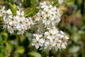 Sloe blossom prunus spinosa Royalty Free Stock Photo