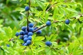 Sloe Royalty Free Stock Photo