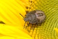 Sloe bug, dolycoris baccarum