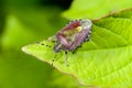 Sloe bug, dolycoris baccarum