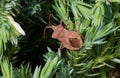 Sloe Bug dolycoris baccarum on conifer