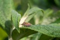 Sloe Bug, Dolycoris baccarum