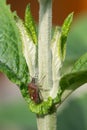 Sloe Bug, Dolycoris baccarum