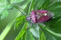 Sloe Bug, Dolycoris baccarum