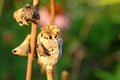 Sloe bug on dry poppy head Royalty Free Stock Photo