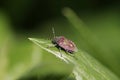 Sloe Bug portrait Royalty Free Stock Photo