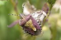 Sloe bug on a wildflower, Dolycoris Baccarum