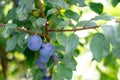 Sloe Fruit at Blackthorn Tree Royalty Free Stock Photo