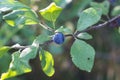 Sloe Fruit at Blackthorn Tree Royalty Free Stock Photo