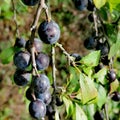 Sloes in autumn Royalty Free Stock Photo