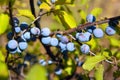 Sloes berry on the branch Royalty Free Stock Photo