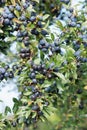 Sloes Royalty Free Stock Photo