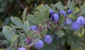 Sloes - fruit of the Blackthorn Royalty Free Stock Photo