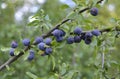 Sloes, fruit of the blackthorn Royalty Free Stock Photo