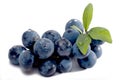 Sloes isolated Royalty Free Stock Photo