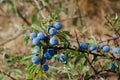 Sloes Royalty Free Stock Photo