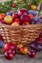 Sloes and plums Royalty Free Stock Photo