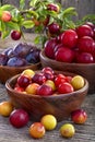 Sloes and plums Royalty Free Stock Photo
