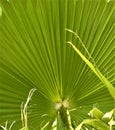 Sloid palms Blow in the winter wind Royalty Free Stock Photo