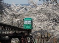 Slope car passing through tunnel of cherry blossom (Sakura) Royalty Free Stock Photo