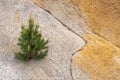 The slope of a clay quarry on which a tree grows, traces of water flows