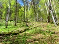 Slope Covered In Beech Forest In Lush Foliage In Spring