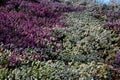 slope garden with heather near concrete sidewalk zigzagging with park.