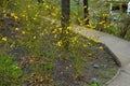 Slope garden with heather near concrete sidewalk zigzagging with park. stands in dense clumps. in the background bushes yellow flo