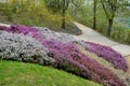 Slope garden with heather near concrete sidewalk zigzagging with park. stands in dense clumps. in the background bushes yellow flo