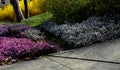 slope garden with heather near concrete sidewalk zigzagging with