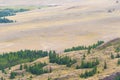 Slope of gentle hill is covered with coniferous trees and dry grass. Autumn landscape of mountainous terrain Royalty Free Stock Photo