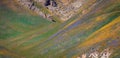 Slope of Gorman hills with colorful spring bloom in California Royalty Free Stock Photo