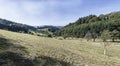 Slope with green glade among woods near Lautenbach, Black Forest, Germany