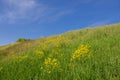 Slope of a green hill and blue clear sky