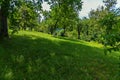 Slope with green soft grass in the shade of a tree is a wonderful place to relax Royalty Free Stock Photo