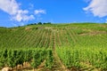 slope with vineyard in the Moselle valley in Germany Royalty Free Stock Photo