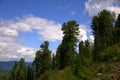 The slope of a high mountain covered with pine trees against a background of a high valley under white cumulus clouds Royalty Free Stock Photo