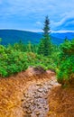 The slope of Mount Hoverla with narrow creek, Carpathians, Ukraine Royalty Free Stock Photo